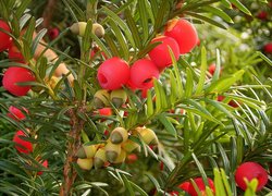 Normal_taxus